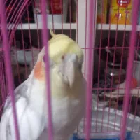 عروس هلندی|پرنده|عجب شیر, |دیوار