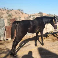 مادیون ب رنگ عشق