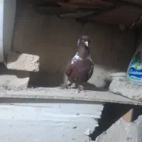 نرهست توبادفراری دادم خریدارش هستم