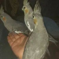 عروس هلندی