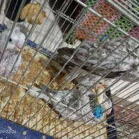 جوجه عروس هلندی ایزابلایک ماهه سرلاک