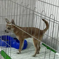 سگ شیواوا|سگ|ری, دولتآباد|دیوار