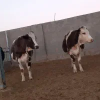 گاوشیری وتلیسه ابستن|حیوانات مزرعه|باشتین, |دیوار