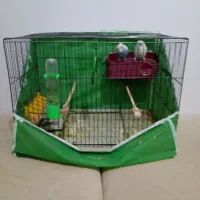 مرغ عشق نر و ماده بدون قفس