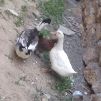 اردک تخم گذار