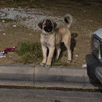 واگذاری توله سرابی یا معاوضه