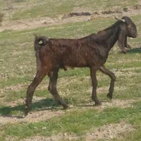 کهره چپش عشایری و پاکستانی