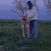 سگ خراسانی افغانی پژدر سرابی بولی آلابای داگو