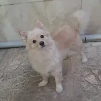 سگ پامراشپیتز|سگ|کرج, فاز ۳ مهرشهر|دیوار