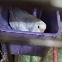 مرغ عشق سر تخم|پرنده|مسجد سلیمان, |دیوار