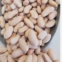 لوبیا کرم (کشاورزی)