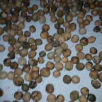 ۳۰کیلو گردوترپوستش گرفتم