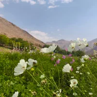 فروش-زمین