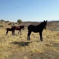 مادیان.قاطر.کره اسب.الاغ|حیوانات مزرعه|زرین آباد, |دیوار