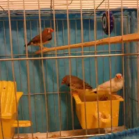 دوجفت عروس هلندی|پرنده|رفسنجان, |دیوار