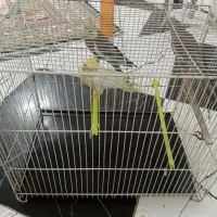 عروس هلندی با جوجه