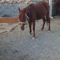 اسب مادیان فروشی یقره|اسب و تجهیزات اسب‌سواری|تربت جام, جامرود|دیوار