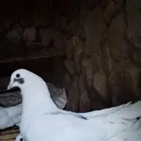 کبوتر|پرنده|سمنان, |دیوار