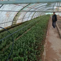 نهالستان علی غلامی