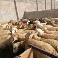 مرکز دام ما هستیم شعبه زیاده صداقت انتخاب درست دام
