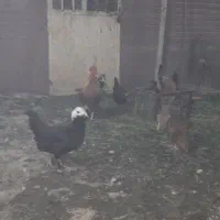 سلام  تعدادی مرغ وخروس محلی و لهستانی  ونیمچه