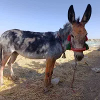 الاغ ماده