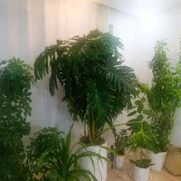 گل برگ انجیری