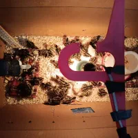 جوجه بلدرچین