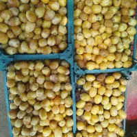 خرما|خوردنی و آشامیدنی|تهران, تهران پارس|دیوار