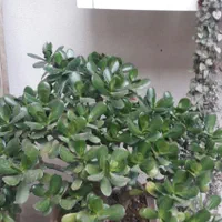 بنسای کراسولا اواتا ۴۰ و۳۰ ساله|گل و گیاه طبیعی|رشت, باهنر|دیوار