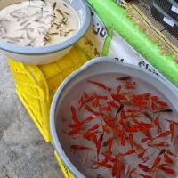 ماهی قرمز دانه ای ۱۲۰۰۰