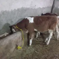 گوساله سیمنتال ۳ ماه