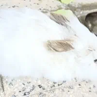 خرگوش لوپ هندی بازیگوش|موش و خرگوش|ایلام, |دیوار