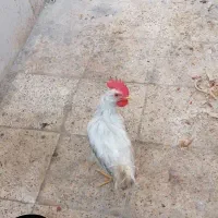 خروس جوان قبراق