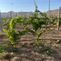 استخدام جهت تاکستان انگور