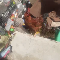 خروس مرغ|حیوانات مزرعه|قزوین, |دیوار