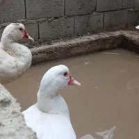 اردک اسراییلی و غاز محلی و قوغاز