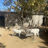 بز سانن اصیل