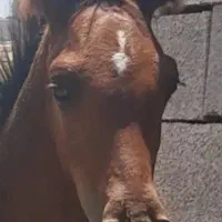 کره نریون اسب.عرب خالص خوزستان|اسب و تجهیزات اسبسواری|شوشتر, |دیوار