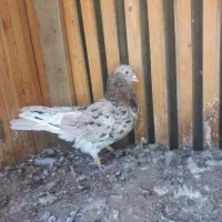 فروش نر سُرور دُم سفید درجه یک