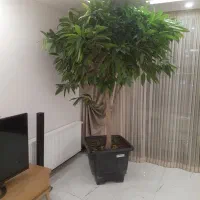 بنجامین آمستر کینگ