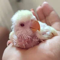 کوتوله برزیلی|پرنده|زرقان, |دیوار