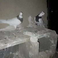 کفتر