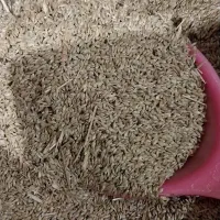 تخم کتان
