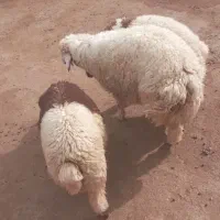 ۳عدد بره نر شیرمست باب پروار و قصابی