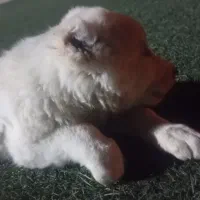 توله سگ افغان|سگ|بندرعباس, |دیوار