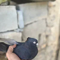 زاغ آبادانی ماده