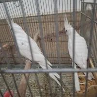 جفت نروماده آلبینو