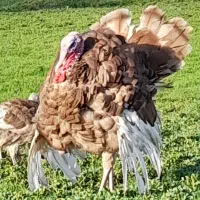 بوقلمون نر وماده و جوجه بوقلمون بوربون (قرمز)طبیعی