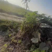 زمین شخصی واقع در شفت|فروش زمین و ملک کلنگی|رشت, بازار|دیوار